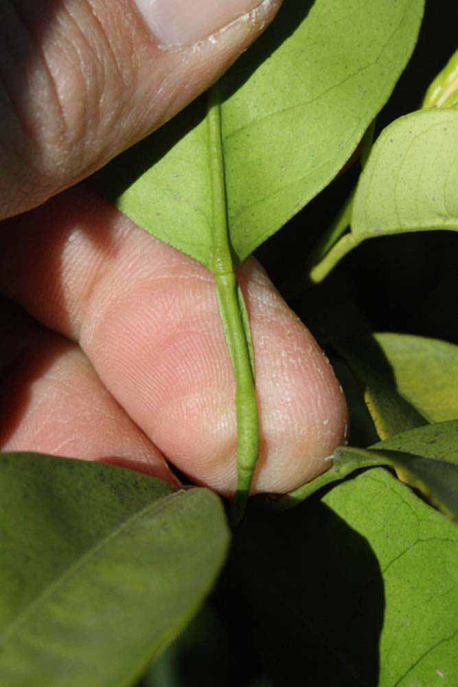              Petiole (Riverside, CA)       